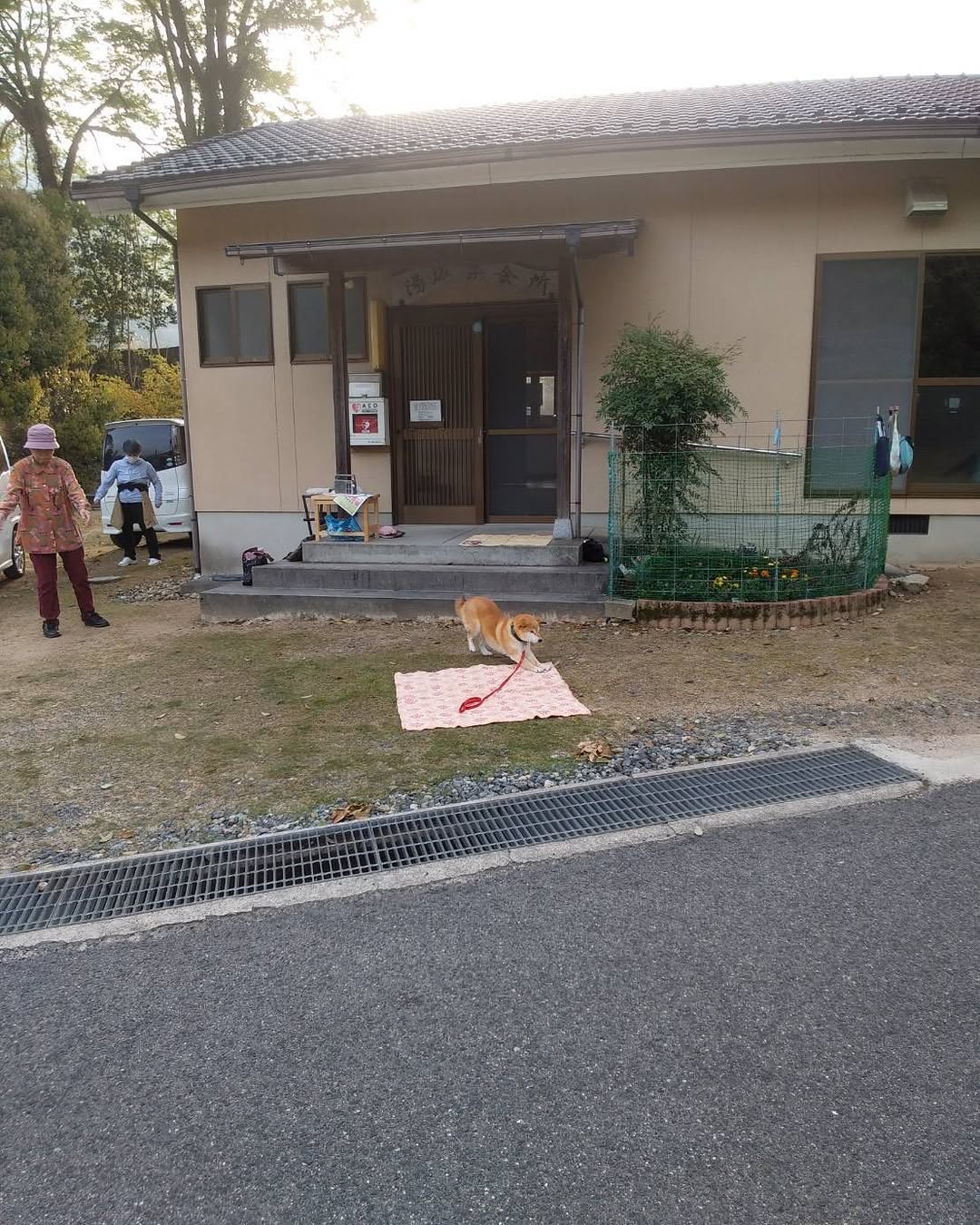 柴犬のストレッチ