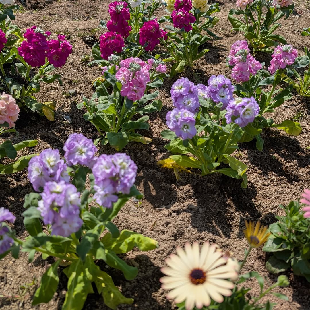 狩留家入り口の花壇